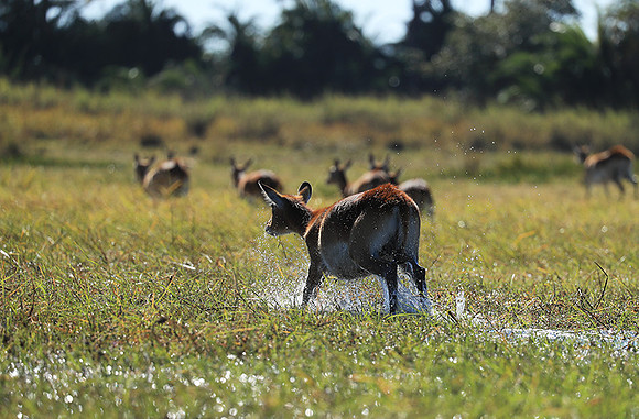 Kafue NP