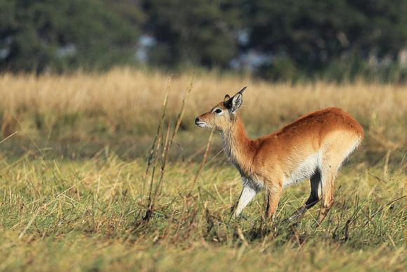 Kafue NP
