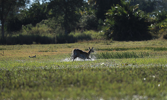 Kafue NP