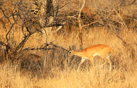 At Timbavati