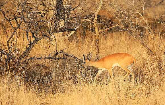 At Timbavati