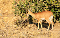 At Timbavati