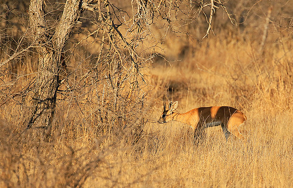 At Timbavati