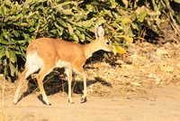 At Timbavati