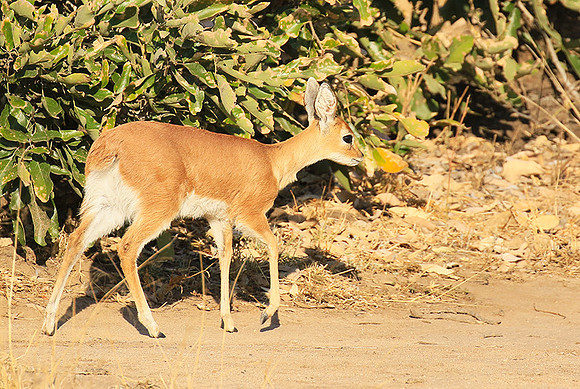 At Timbavati