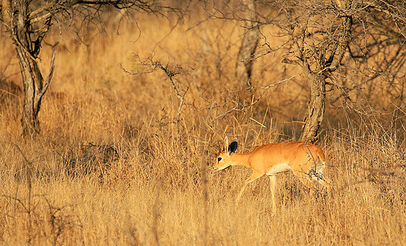 At Timbavati
