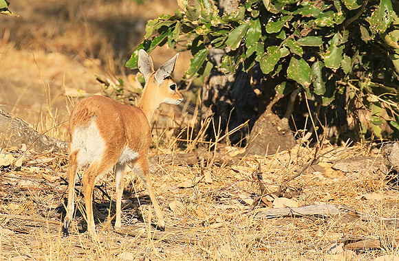 At Timbavati