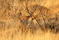 At Timbavati