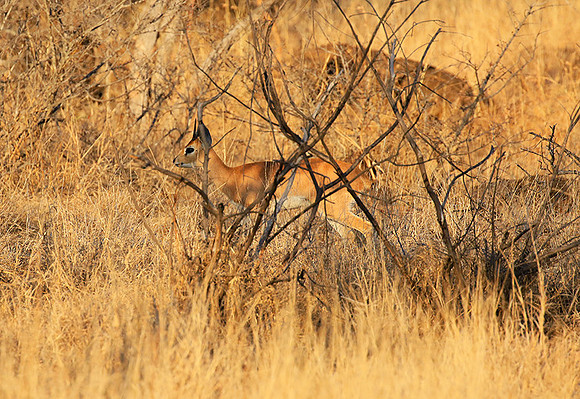 At Timbavati