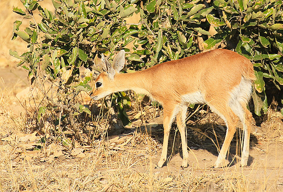 At Timbavati