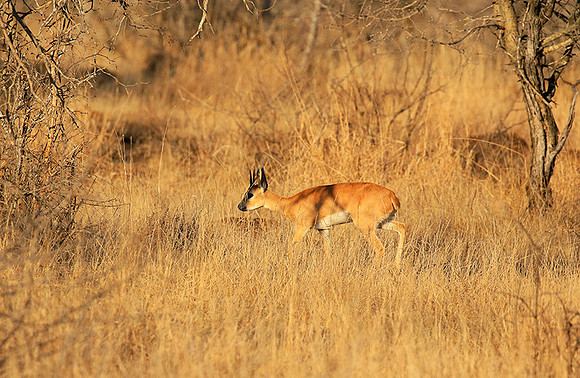 At Timbavati