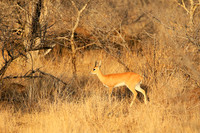 At Timbavati