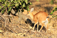 At Timbavati