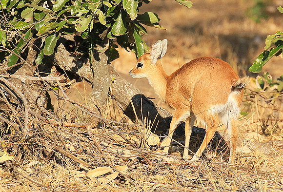 At Timbavati