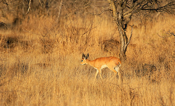At Timbavati