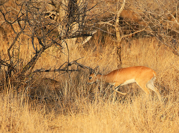 At Timbavati