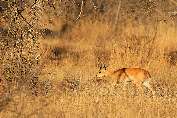 At Timbavati