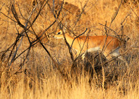 At Timbavati