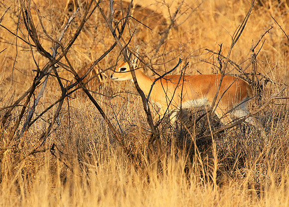 At Timbavati