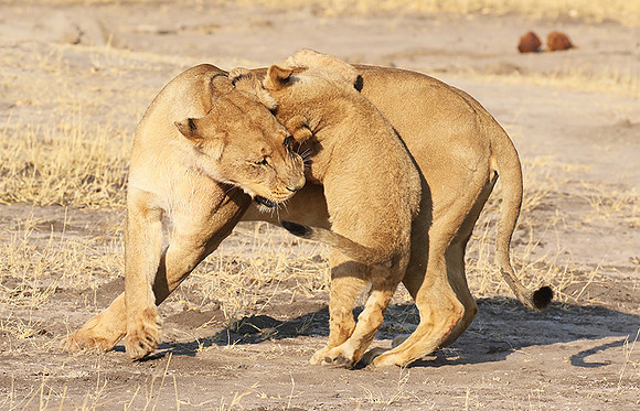 Hwange NP