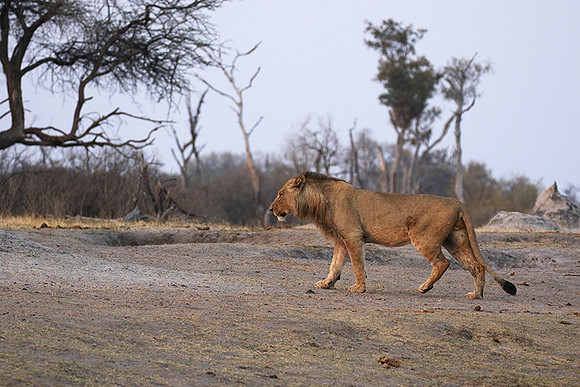 Hwange NP