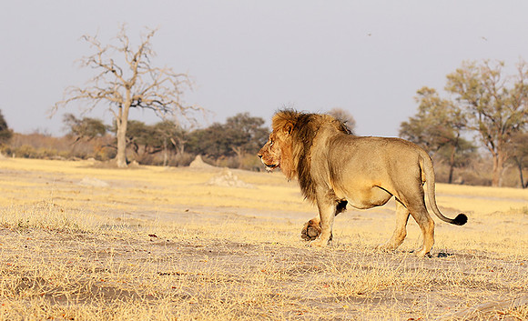 Hwange NP