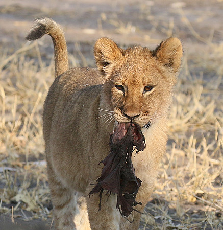Hwange NP