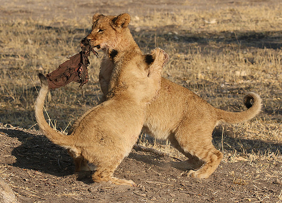 Hwange NP