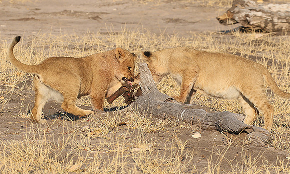 Hwange NP