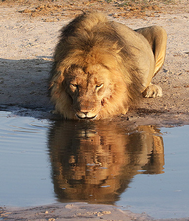 Hwange NP