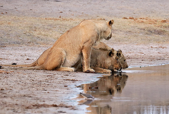 Hwange NP