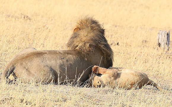 Hwange NP