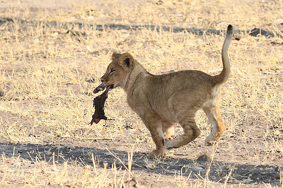 Hwange NP
