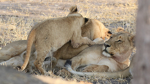 Hwange NP