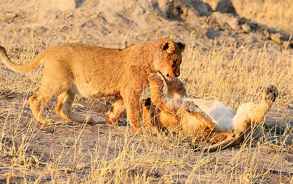 Hwange NP