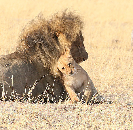 Hwange NP