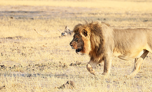 Hwange NP