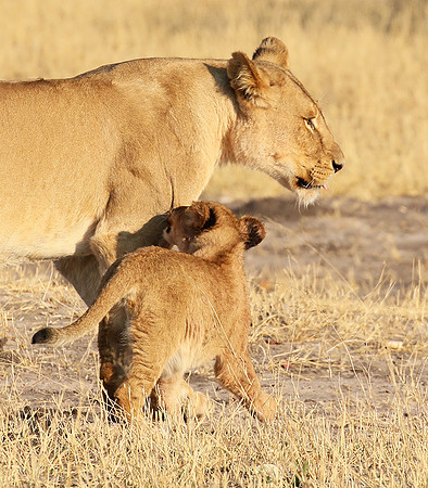 Hwange NP