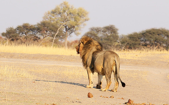 Hwange NP