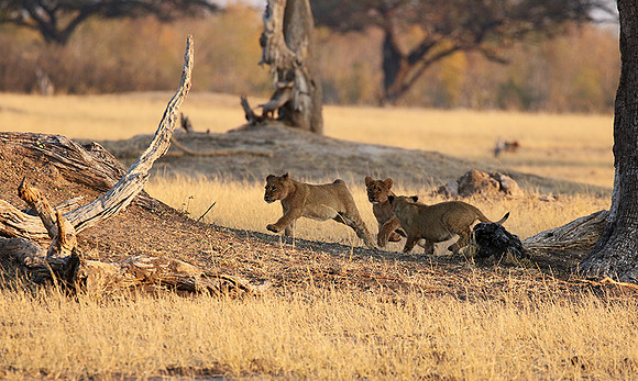 Hwange NP