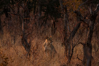 Matetsi private game reserve