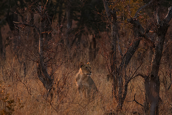 Matetsi private game reserve
