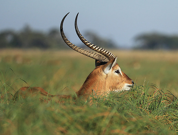Kafue NP
