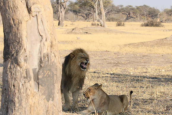 Hwange NP