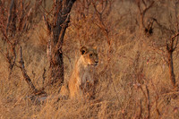 Matetsi private game reserve