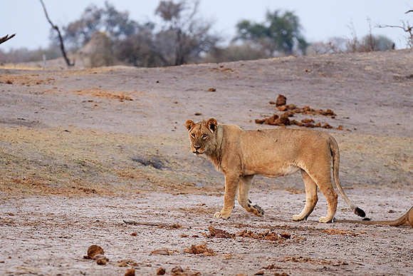Hwange NP