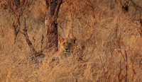 Matetsi private game reserve