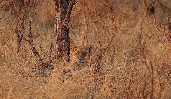 Matetsi private game reserve