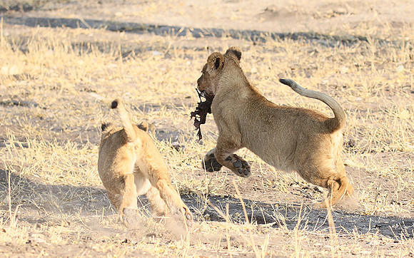 Hwange NP