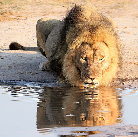 Hwange NP